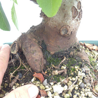 Vonkajší bonsai -Malus halliana - Maloplodé jabloň - 5