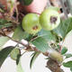 Vonkajšie bonsai - Malus halliana - Maloplodé jabloň - 5/5