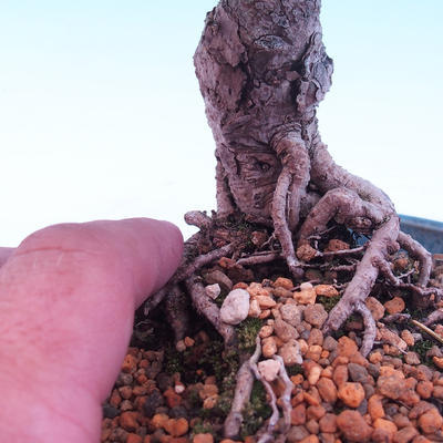 Vonkajší bonsai -Borovice drobnokvetá - Pinus parviflora glauca - 5