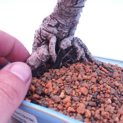 Vonkajší bonsai -Borovice drobnokvetá - Pinus parviflora glauca - 5
