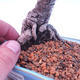 Vonkajší bonsai -Borovice drobnokvetá - Pinus parviflora glauca - 5/7