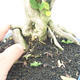 Izbová bonsai - Durant erecta aurea - 5/6