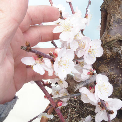 Vonkajší bonsai -Japonská marhuľa - Prunus mume - 5