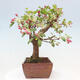 Vonkajší bonsai -Malus halliana - Maloplodé jabloň - 5/7