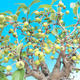 Vonkajšie bonsai - Malus halliana - Maloplodé jabloň - 5/5