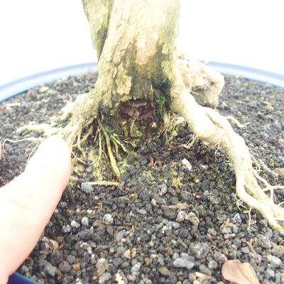 Izbová bonsai - Durant erecta aurea - 5