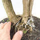 Izbová bonsai - Durant erecta aurea - 5/6