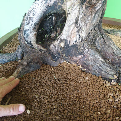 Izbová bonsai - Akacia Arabica - 5