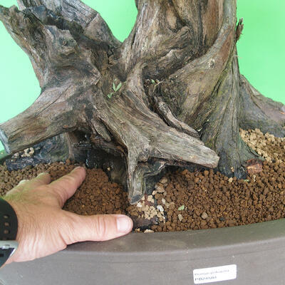 Izbová bonsai - Akacia Arabica - 5