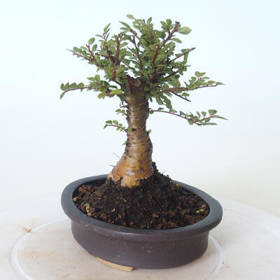 Vonkajšie bonsai - Ulmus parvifolia SAIGEN - malolistá brest - 5