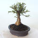 Vonkajšie bonsai - Ulmus parvifolia SAIGEN - malolistá brest - 5/7