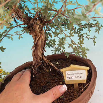 Vonkajšia bonsai-Nátržník krovitá - Dasiphora fruticosa žltá - 5