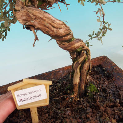 Vonkajšia bonsai-Nátržník krovitá - Dasiphora fruticosa žltá - 5