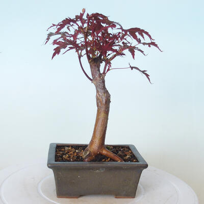 Vonkajšie bonsai - Acer palm. Atropurpureum-Javor dlaňolistý červený - 5