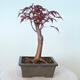Vonkajšie bonsai - Acer palm. Atropurpureum-Javor dlaňolistý červený - 5/6