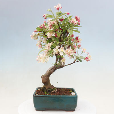 Vonkajší bonsai -Malus halliana - Maloplodá jabloň - 5