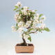 Vonkajší bonsai -Malus halliana - Maloplodá jabloň - 5/6