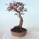 Vonkajšie bonsai - Acer palm. Atropurpureum-Javor dlaňolistý červený - 5/6