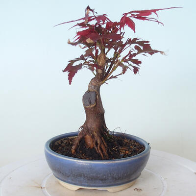 Vonkajšie bonsai - Acer palm. Atropurpureum-Javor dlaňolistý červený - 5