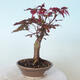 Vonkajšie bonsai - Acer palm. Atropurpureum-Javor dlaňolistý červený - 5/5