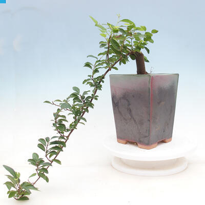 Izbová bonsai - Grewia occidentalis - Hviezdica levanduľová - 5