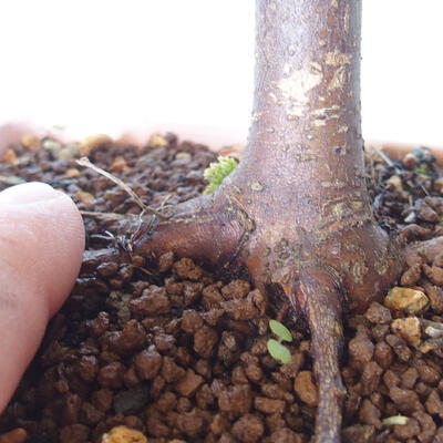 Vonkajšie bonsai - Javor palmatum sangokaku - Javor dlaňolistý - 5