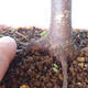 Vonkajšie bonsai - Javor palmatum sangokaku - Javor dlaňolistý - 5/5