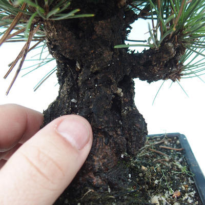 Vonkajšie bonsai - Pinus thunbergii corticosa - borovica korková - 5
