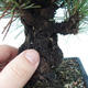 Vonkajšie bonsai - Pinus thunbergii corticosa - borovica korková - 5/5