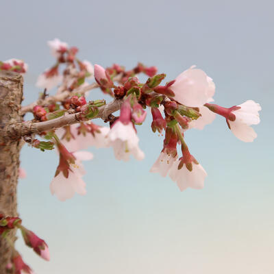 Vonkajší bonsai - Prunus incisa Kojou-no mai-Slivoň vyrezaná - 5