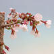 Vonkajší bonsai - Prunus incisa Kojou-no mai-Slivoň vyrezaná - 5/6