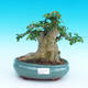 Izbová bonsai - PREMNA microphylla - Kozlovoň malolistá - 3/3