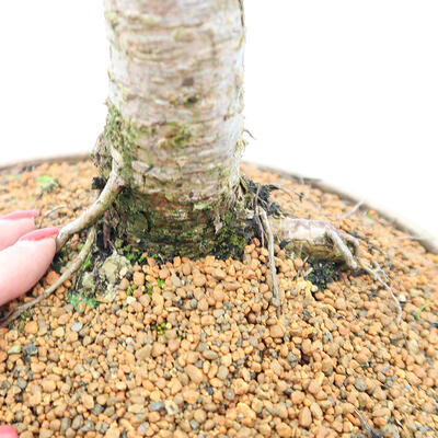 Vonkajší bonsai - Larix decidua - Smrekovec opadavý - 5