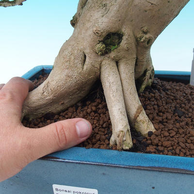 Izbová bonsai -PREMNA microphylla Kozlovoň malolistá - 5