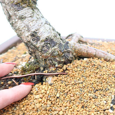 Vonkajší bonsai - Larix decidua - Smrekovec opadavý - 5