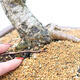 Vonkajší bonsai - Larix decidua - Smrekovec opadavý - 5/5