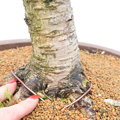 Vonkajší bonsai - Larix decidua - Smrekovec opadavý - LEN PALETOVÁ PREPRAVA - 5