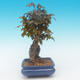 Shohin - Javor-Acer burgerianum na skale - 5/6