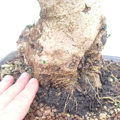 Izbová bonsai - Olea europaea sylvestris -Oliva evropská drobnolistá - 5