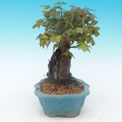 Shohin - Javor-Acer burgerianum na skale - 5