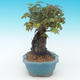 Shohin - Javor-Acer burgerianum na skale - 5/6