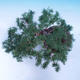 Vonkajší bonsai -Larix decidua - Smrekovec opadavý - 5/6