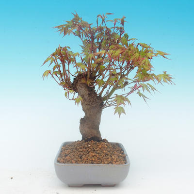 Shohin - Javor-Acer palmatum - 5