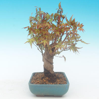 Shohin - Javor-Acer palmatum - 5