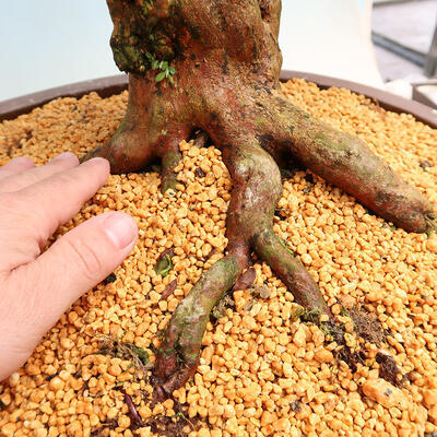 Vonkajší bonsai - Japonská azalka SATSUKI- Azalea SHUSHUI - 5