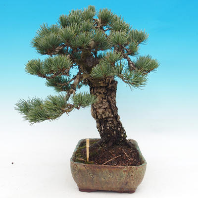 Vonkajšie bonsai - Borovica parviflora - Borovica drobnokvetá - 5