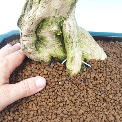 Izbová bonsai - Durant variegata - 5