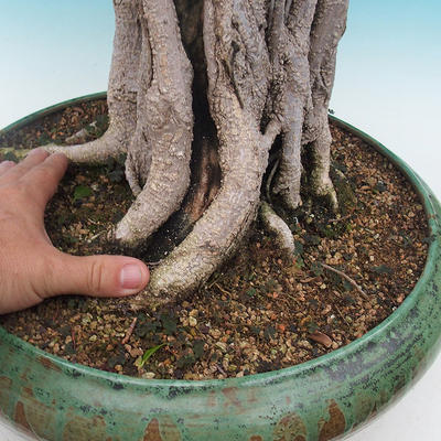 Izbová bonsai - Ficus kimmen - malolistá fikus - 5