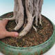 Izbová bonsai - Ficus kimmen - malolistá fikus - 5/5