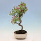 Vonkajší bonsai -Malus halliana - Maloplodé jabloň - 5/6